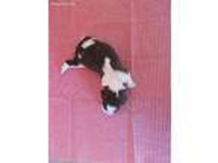 English Springer Spaniel Puppy for sale in Wickenburg, AZ, USA