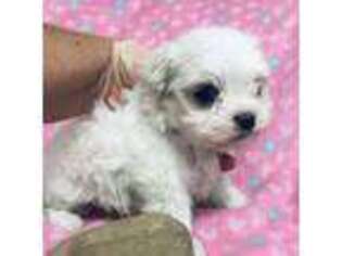 Maltese Puppy for sale in Ocala, FL, USA