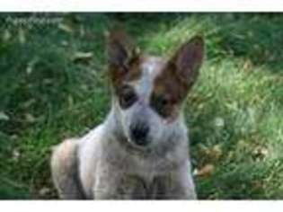 Australian Cattle Dog Puppy for sale in Yorkville, IL, USA
