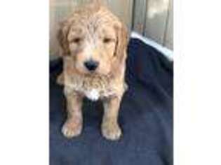 Goldendoodle Puppy for sale in Wolcottville, IN, USA