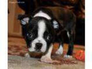 Boston Terrier Puppy for sale in Moseley, VA, USA