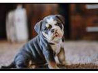 Olde English Bulldogge Puppy for sale in Huntington, WV, USA