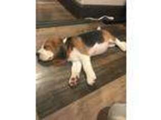 Beagle Puppy for sale in Ontario, CA, USA