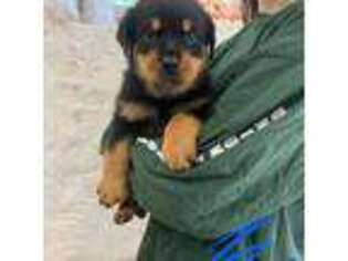 Rottweiler Puppy for sale in Freeport, IL, USA