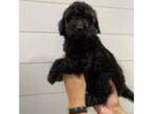 Labradoodle Puppy for sale in Ontario, CA, USA