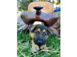 German Shepherd Dog Puppy for sale in Monmouth, OR, USA