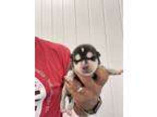 Alaskan Klee Kai Puppy for sale in Lebanon, MO, USA