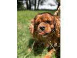 Cavalier King Charles Spaniel Puppy for sale in Marshallville, OH, USA