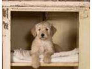Goldendoodle Puppy for sale in Manitou, KY, USA