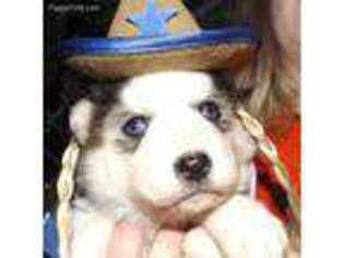 Native American Indian Dog Puppy for sale in Salem, OR, USA