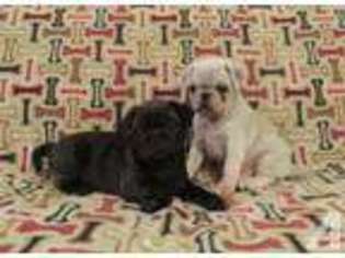 Pug Puppy for sale in WEATHERFORD, TX, USA