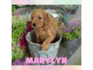 Goldendoodle Puppy for sale in Clinton, NJ, USA