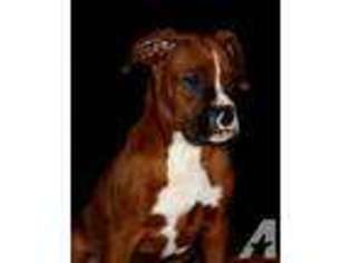 Boxer Puppy for sale in OMAHA, NE, USA