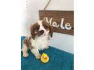 Cavalier King Charles Spaniel Puppy for sale in Lyndonville, NY, USA