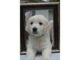 Mutt Puppy for sale in Claremont, MN, USA