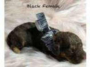 Labradoodle Puppy for sale in Bolivar, MO, USA
