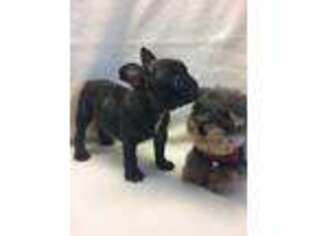French Bulldog Puppy for sale in Coweta, OK, USA