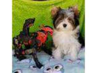 Biewer Terrier Puppy for sale in Jonestown, PA, USA