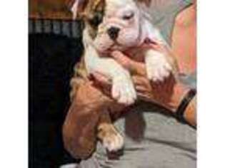 Bulldog Puppy for sale in El Dorado, KS, USA