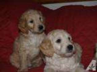 Goldendoodle Puppy for sale in BEAVERTON, OR, USA