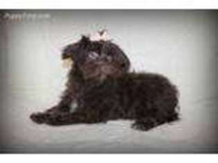 Havanese Puppy for sale in Maitland, MO, USA