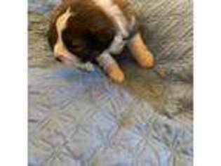 Mutt Puppy for sale in Mount Carroll, IL, USA