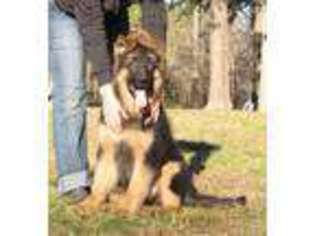 Mutt Puppy for sale in Franklinton, NC, USA
