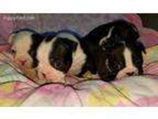 Boston Terrier Puppy for sale in Albany, OR, USA