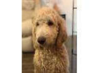 Goldendoodle Puppy for sale in Atkins, AR, USA