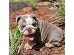 Bulldog Puppy for sale in Webster, FL, USA