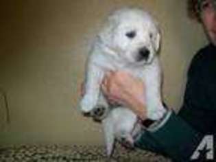 Labrador Retriever Puppy for sale in KENOSHA, WI, USA