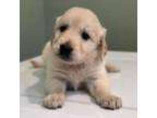 Golden Retriever Puppy for sale in Jacksonville, VT, USA