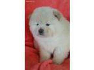 Medium Photo #1 Chow Chow Puppy For Sale in Great Falls, MT, USA