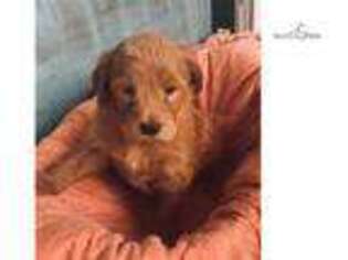Goldendoodle Puppy for sale in Wichita, KS, USA