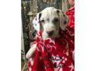 Dalmatian Puppy for sale in Adairsville, GA, USA