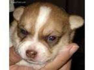 Chihuahua Puppy for sale in East Lyme, CT, USA
