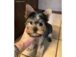 Yorkshire Terrier Puppy for sale in Buhl, ID, USA