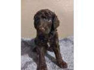 Mutt Puppy for sale in Worthington, MN, USA