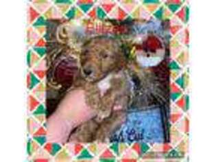 Goldendoodle Puppy for sale in Tompkinsville, KY, USA