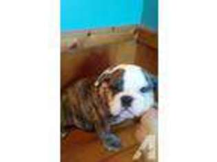 Bulldog Puppy for sale in PLANTERSVILLE, TX, USA