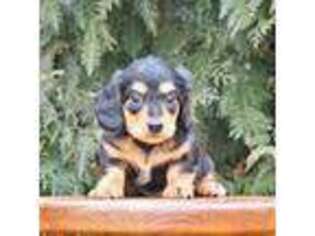 Dachshund Puppy for sale in Boston, MA, USA