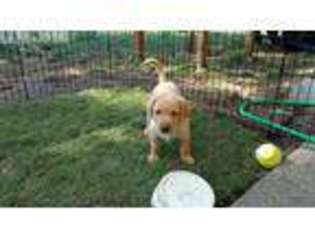 Labrador Retriever Puppy for sale in Renton, WA, USA