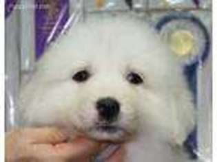 Great Pyrenees Puppy for sale in Knoxville, TN, USA