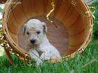 Goldendoodle Puppy for sale in Stanley, WI, USA