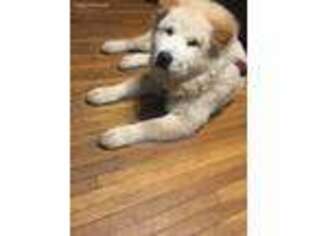 Chow Chow Puppy for sale in Buffalo, NY, USA