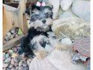 Yorkshire Terrier Puppy for sale in Santa Clarita, CA, USA