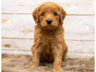 Goldendoodle Puppy for sale in Allen Park, MI, USA