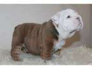 Bulldog Puppy for sale in Wallingford, KY, USA