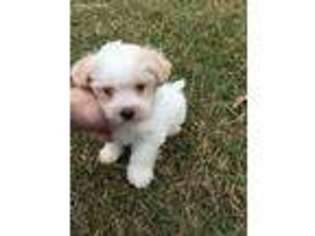 Mutt Puppy for sale in Kenton, OH, USA