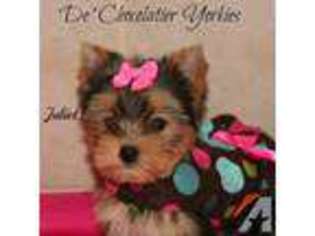 Yorkshire Terrier Puppy for sale in MONROE, NY, USA